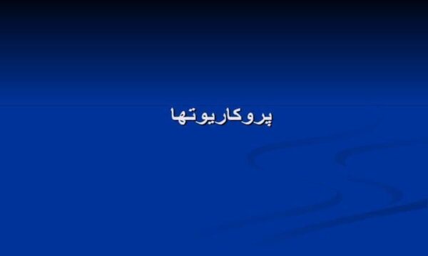 پروکاریوتها