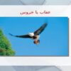 عضله ppt