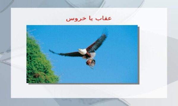عضله ppt