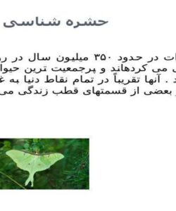 حشره شناسی كشاورزی ppt