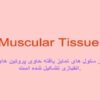 سلولهای-عضلانی