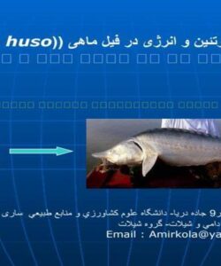 تعیین نیاز پروتئین و انرژی در فیل ماهی Huso huso با استفاده از مد لهای خطی و غیر خطی