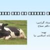 پاورپوینت تنش گرمایی در گاو شیری