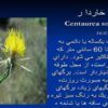 پاورپوینت گل گندم خار دار