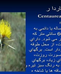 پاورپوینت گل گندم خار دار