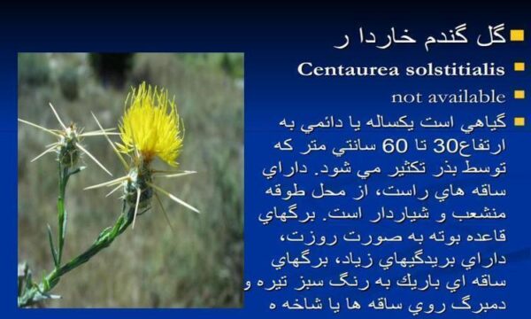 پاورپوینت گل گندم خار دار
