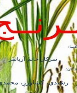 برنج