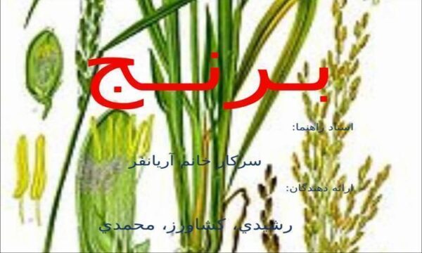 برنج