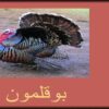 بوقلمون