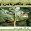 بلایت-باکتریایی-پنبه