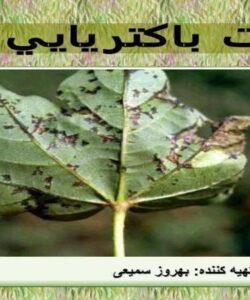 بلایت-باکتریایی-پنبه