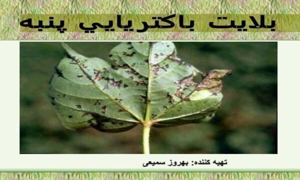 بلایت-باکتریایی-پنبه