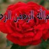 تعـالي-سـازمـان