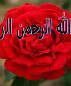 تعـالي-سـازمـان