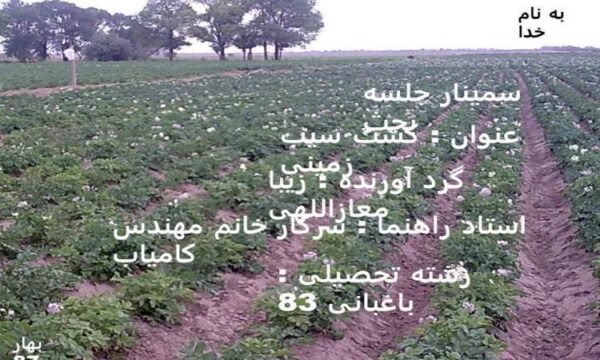 کشت-سیب-زمینی