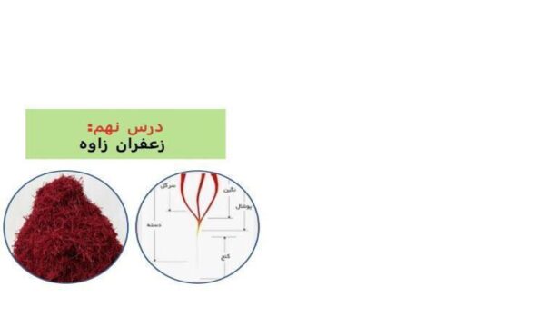 پاورپوینت-فارسی-چهارم-درس-۹-آزاد-زعفران-ضرب-المثل-خرس-آهنگر-نمره