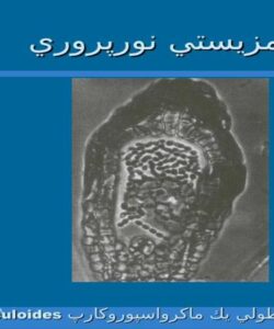 همزيستي-نورپروري