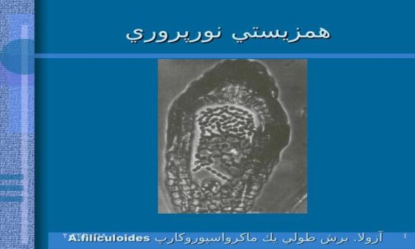 همزيستي-نورپروري