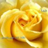 اختلالات-هیپر-تانسیو-حاملگی