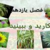 بکارید-و-ببینید