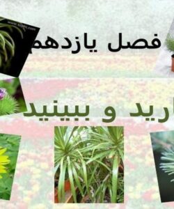 بکارید-و-ببینید
