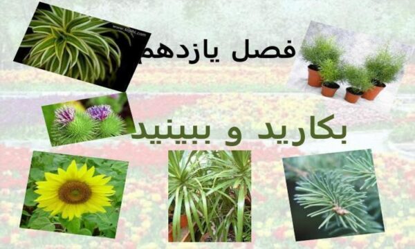 بکارید-و-ببینید