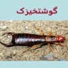 گوشتخیزک