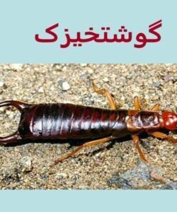 گوشتخیزک
