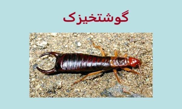 گوشتخیزک