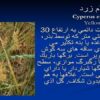 گیاهان