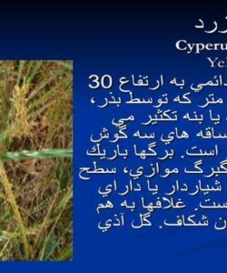 گیاهان