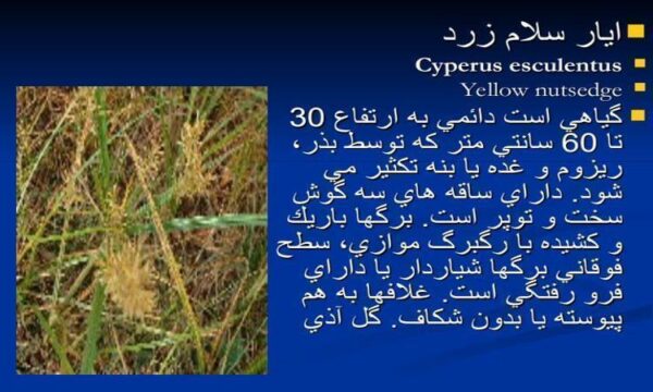گیاهان