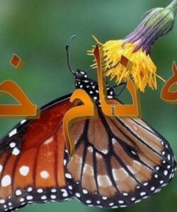 مراحل-برخورد-با-بیماران-مسلول-و-اطرافیان-آنها