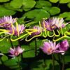کلینیک-تخصصی-و-فوق-تخصی