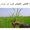 مدیریت-تلفیقی-علفهای-هرز-در-مزارع-برنج