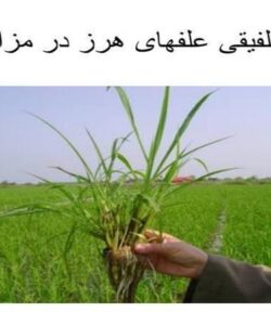 مدیریت-تلفیقی-علفهای-هرز-در-مزارع-برنج