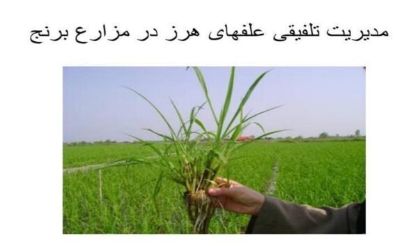 مدیریت-تلفیقی-علفهای-هرز-در-مزارع-برنج