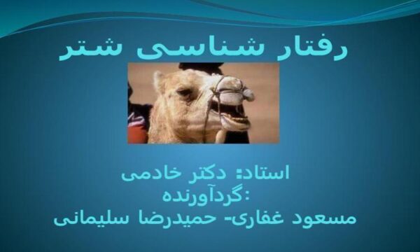 رفتار-شناسی-شتر