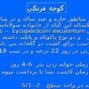 گوجه-فرنگي