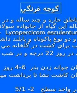 گوجه-فرنگي