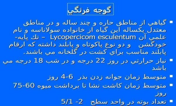 گوجه-فرنگي