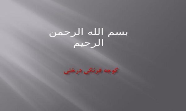 گوجه-فرنگي-درختي