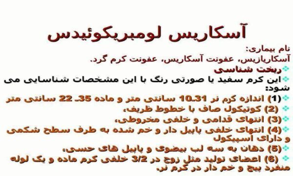 آسکاریس-لومبریکوئیدس