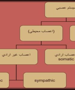 اعصاب-محيطي