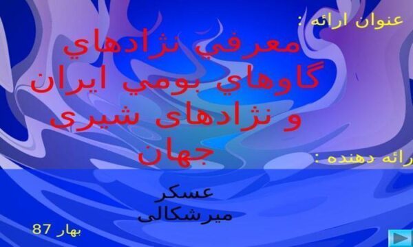 معرفي-نژادهاي-گاوهاي-بومي-ايران