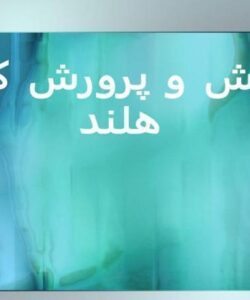 آموزش-و-پرورش-کشور-هلند
