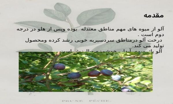 آلو