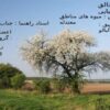 آلبالو