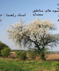 آلبالو