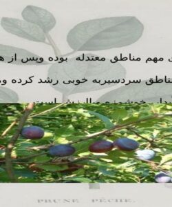 آلو-از-ميوه-های-مهم-مناطق-معتدله